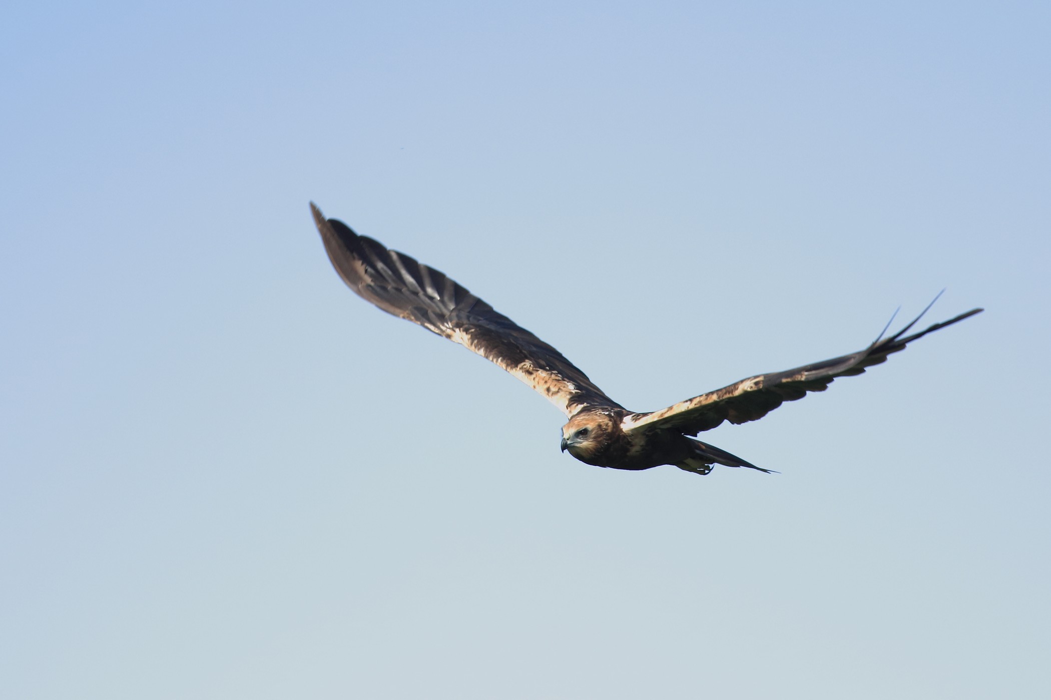 Falco di palude ( Circus aeruginosus )